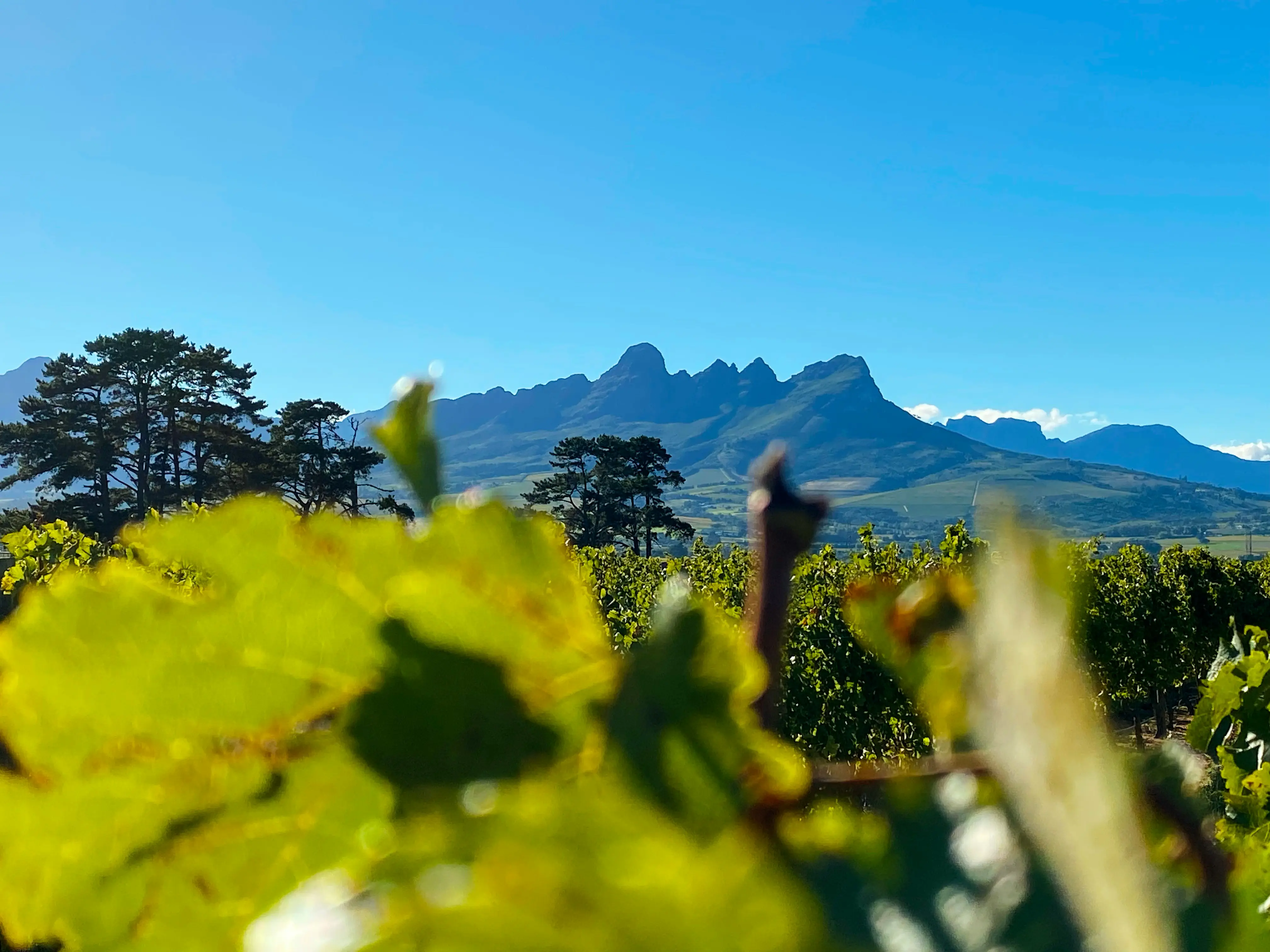 Helderberg basin, Western Cape
